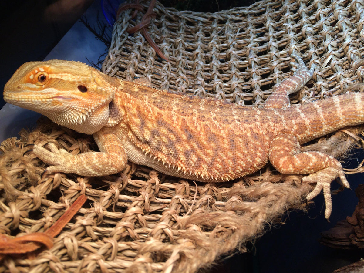 Here's How To Care For Your Beloved Bearded Dragon – The Critter Depot