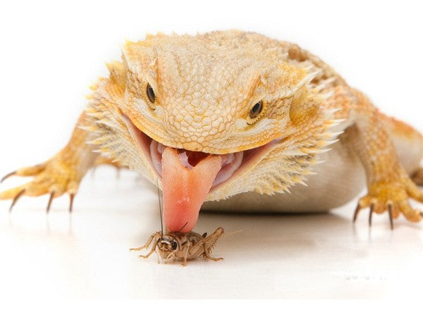 Cricket Gut Load Recipe
