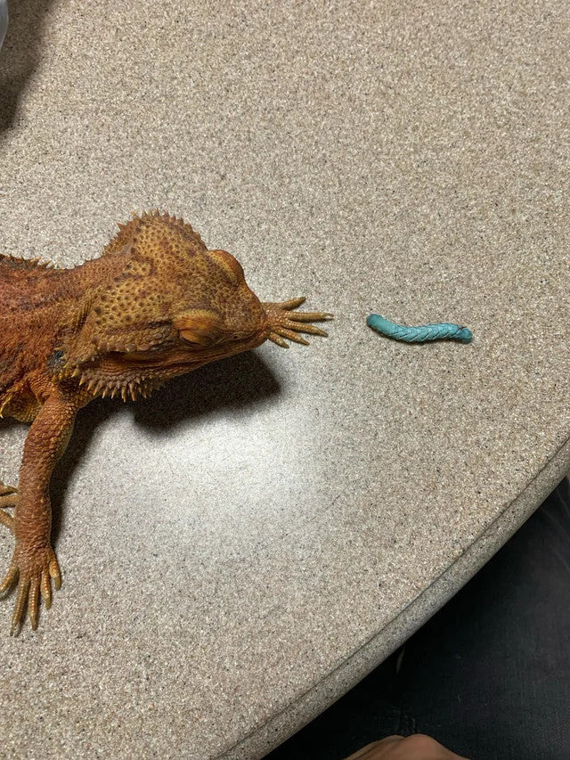 can bearded dragons eat tobacco hornworms Worms safe for to eat? How to keep hornworms alive