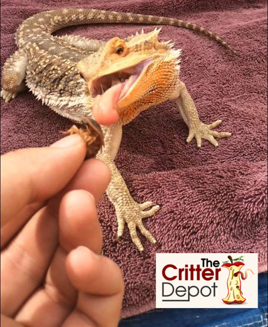 Bearded Dragons Love Nutritional Crickets The Critter Depot