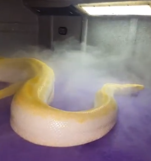 Snake 2024 tank mister