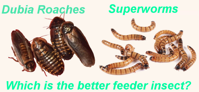 Dubia Roaches vs Superworms - Which is the Better Feeder? – The
