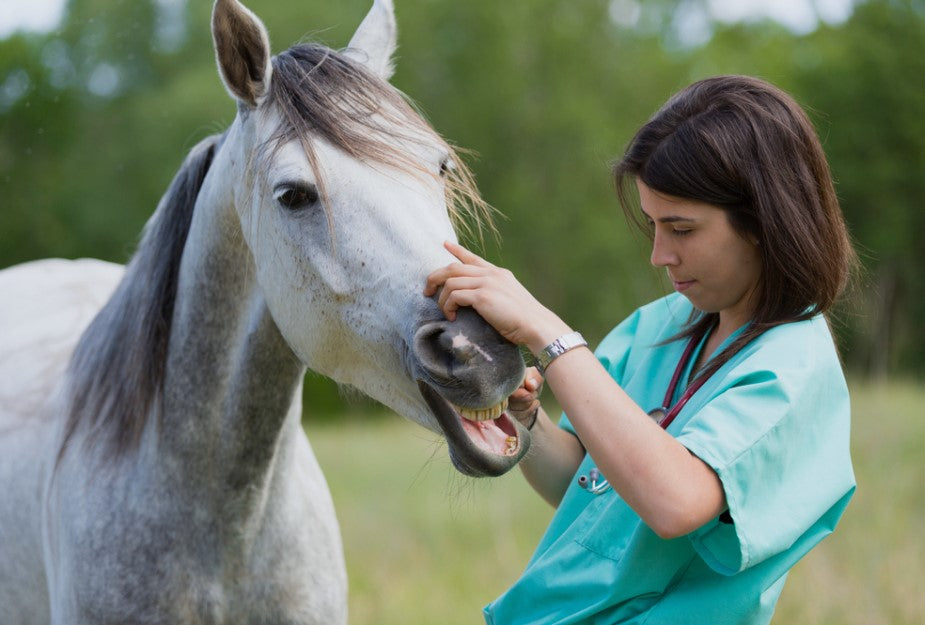 Equine Vet Near Me The Critter Depot