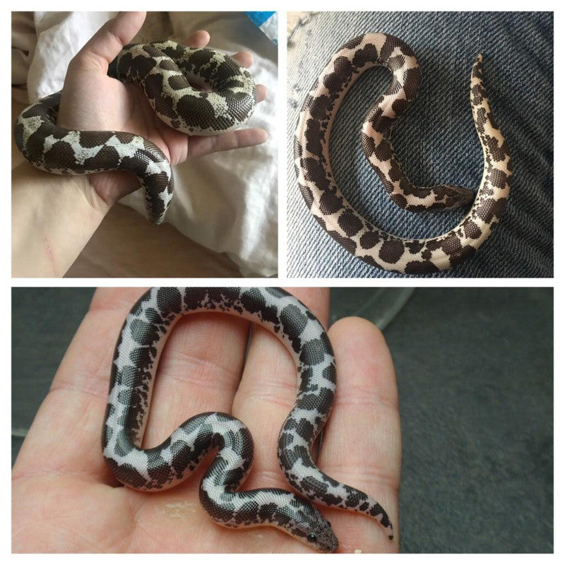 Kenyan Sand Boa Care Guide The Critter Depot