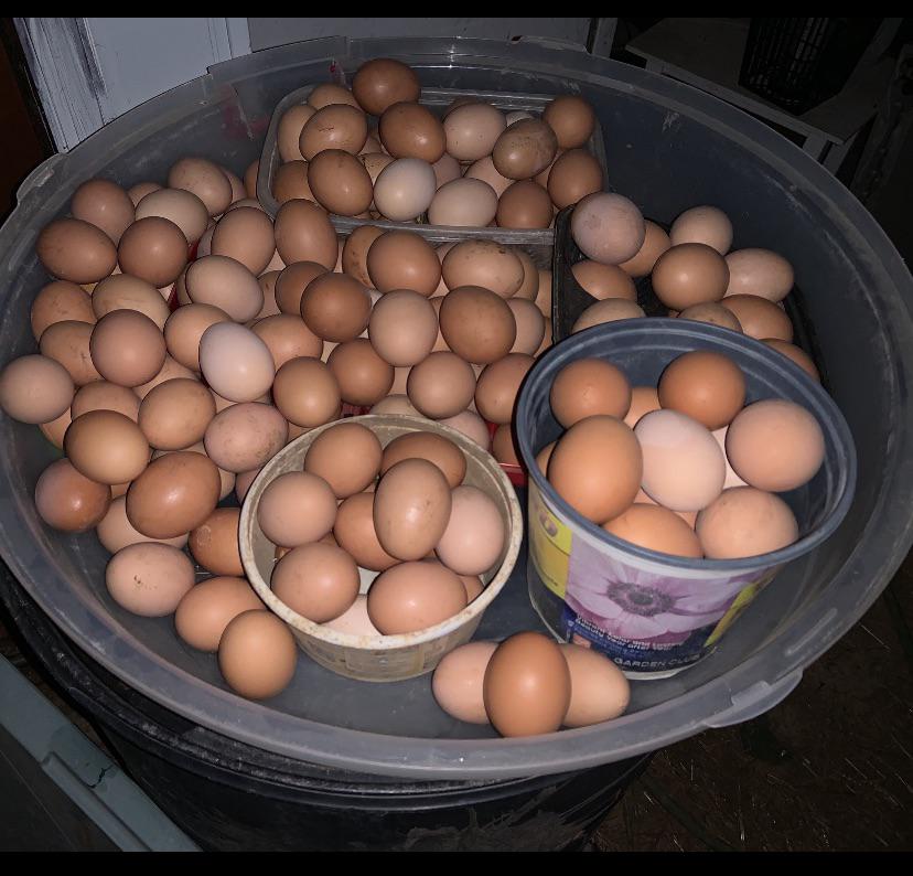 Brown vs. White Eggs - Backyard Poultry