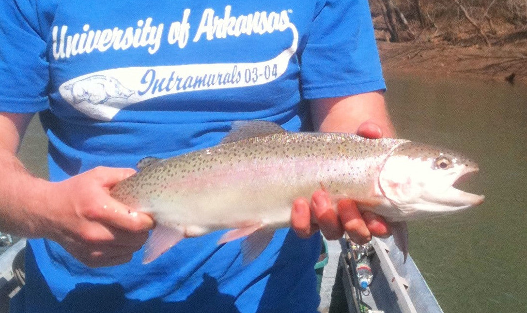 This massvie trout really wanted to destroy the pins minnow. Made