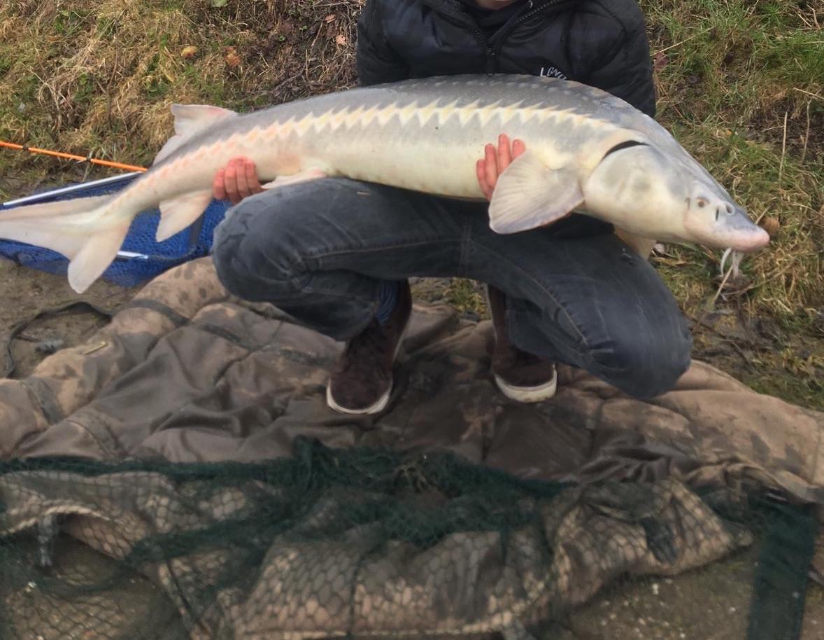 How to Fish for Sturgeon - The Critter Depot