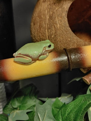 Tree Frog Care Guide – The Critter Depot