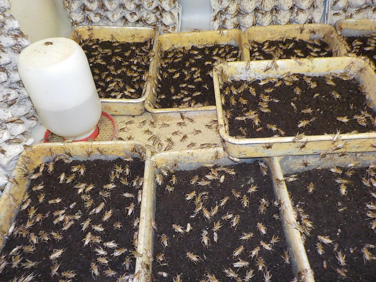 Bulk Crickets for Sale The Critter Depot