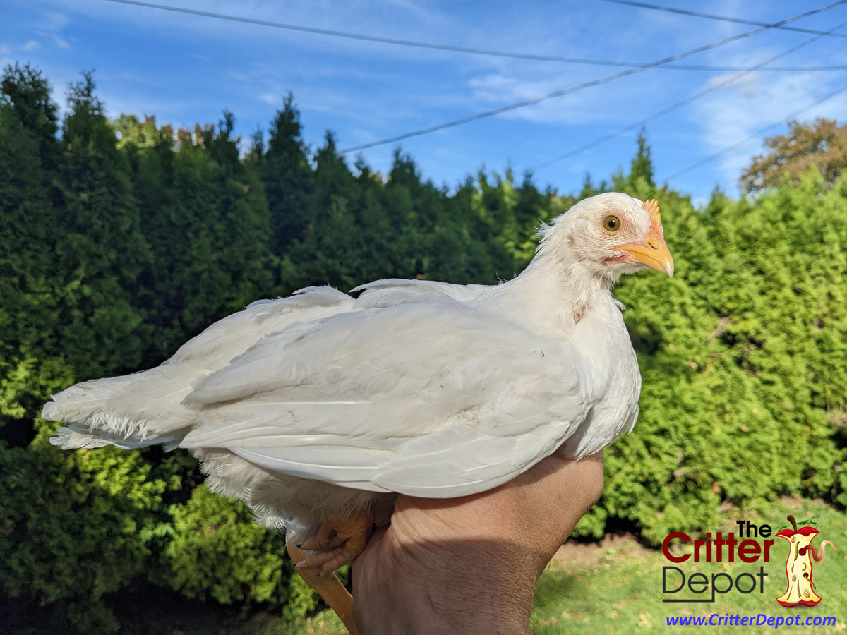 Egg Laying Chicks for Sale White Chickens Free Shipping The