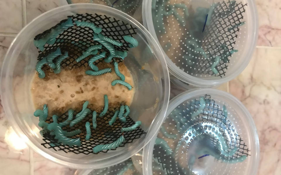 tobacco hornworm for sale Hornworms - Live Feeder Insects especially those that dont readily drink from a water dish Tobacco Hornworm Caterpillar Plush