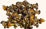Discoid Roaches for Sale - Free Shipping