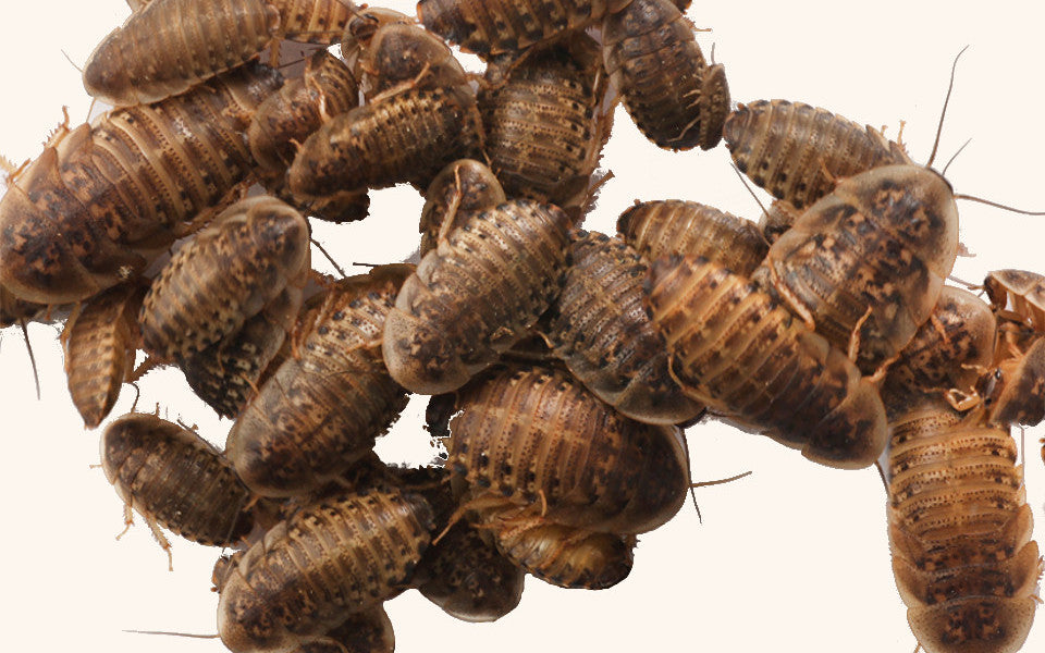 Dubia hotsell roaches petsmart