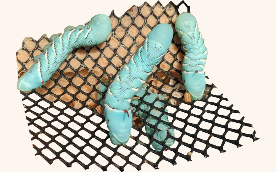 Hornworms for Sale Free Shipping The Critter Depot
