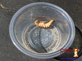 superworms for sale - pupae