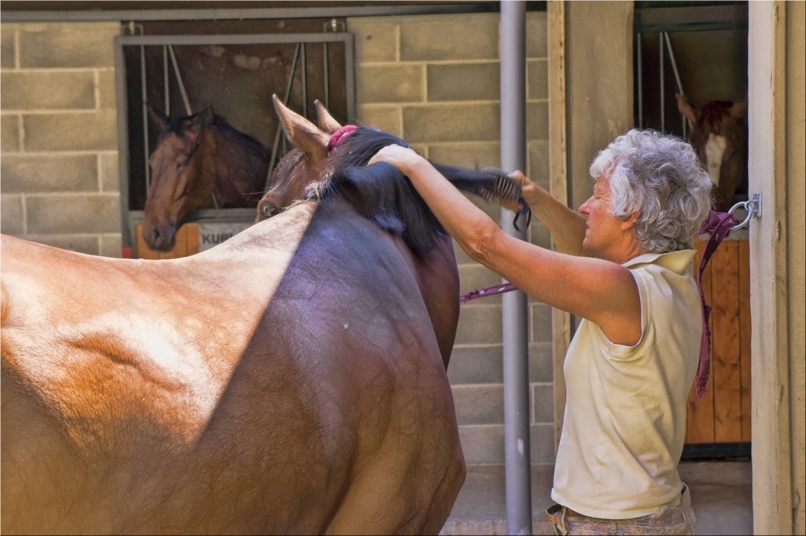 How to Stop Horse Dandruff?