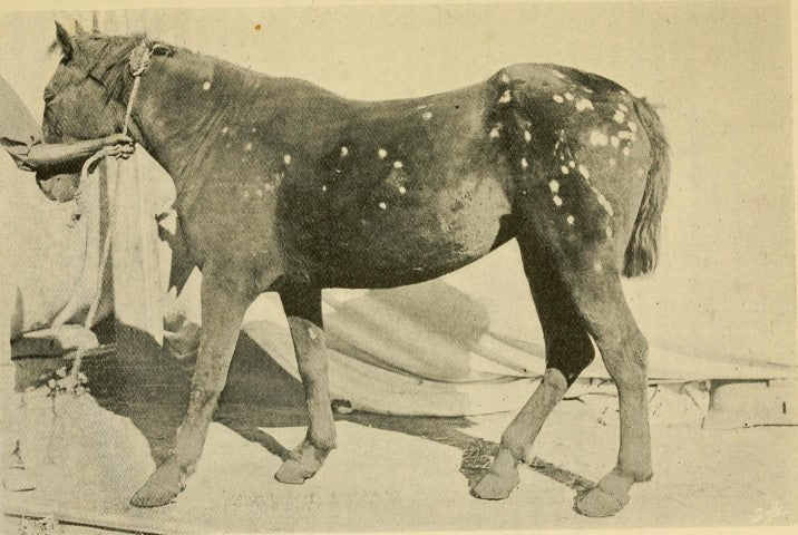 Ringworm Treatment for Horses