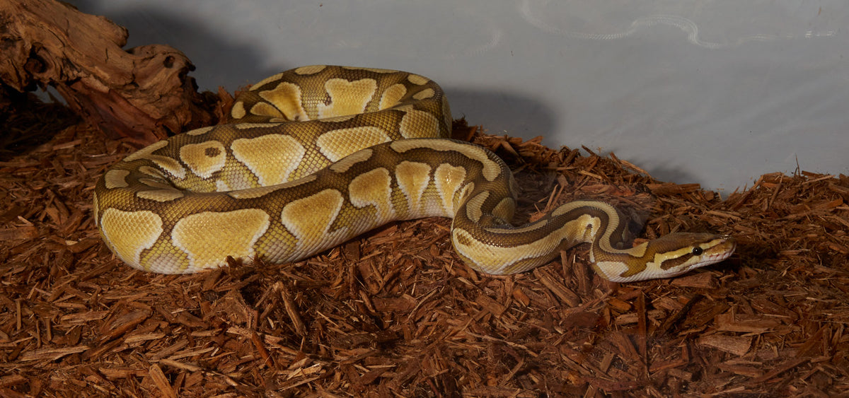 Ball Python Care Guide - The Critter Depot