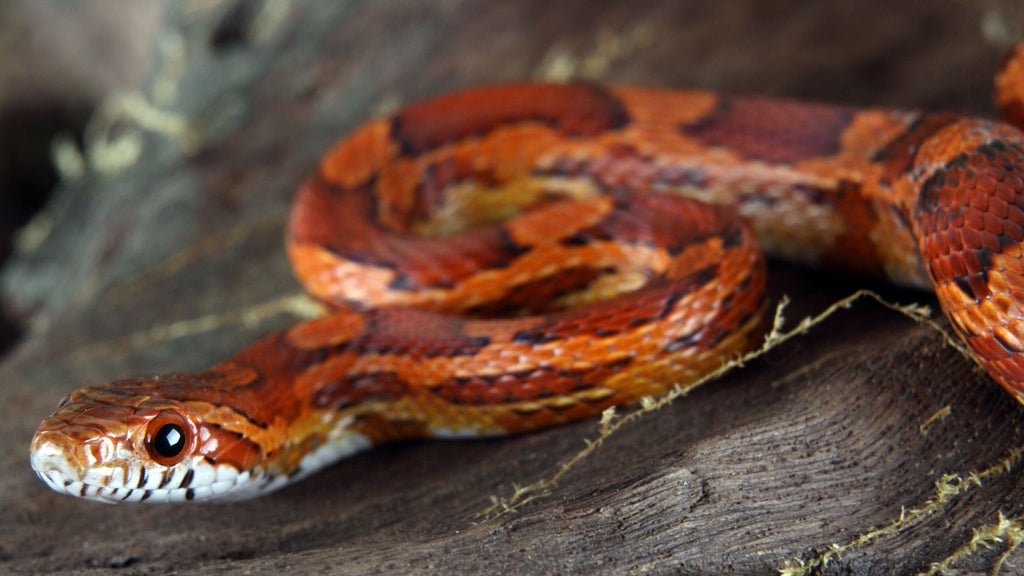Here's How To Care For Your Corn Snake