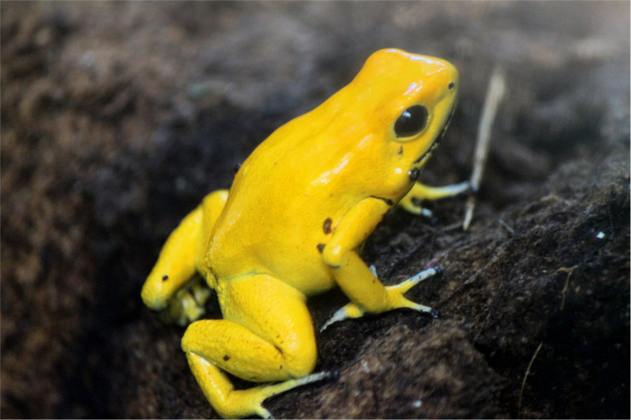 Poison Dart Frog Care Guide - The Critter Depot