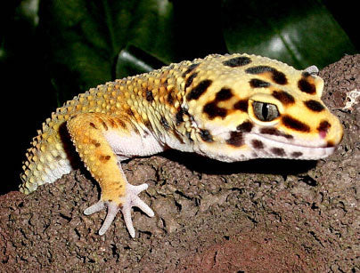 Leopard Gecko Brumation - The Critter Depot