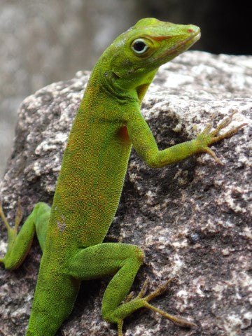 Anole Care Guide - The Critter Depot
