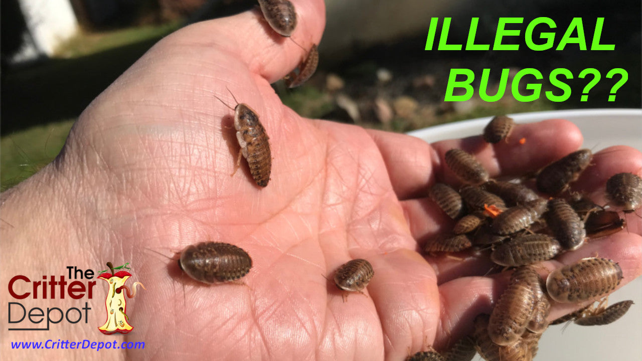 Why are Dubia Roaches illegal in Florida?