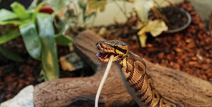 How to Breed Ball Pythons - The Critter Depot