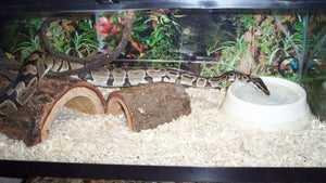 Best Substrate for Ball Pythons and other Common Snakes