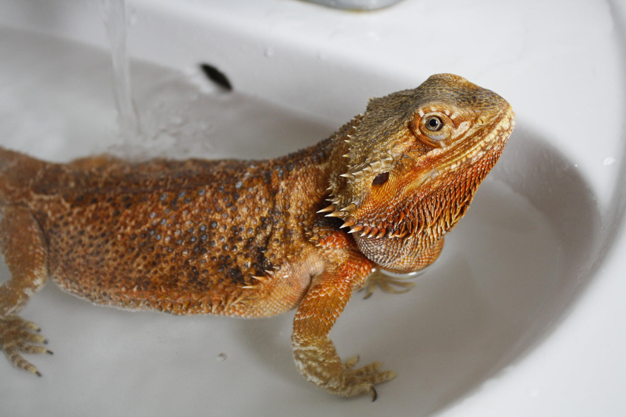 What Temperature Should Bearded Dragon Tank Be? – REPTI ZOO