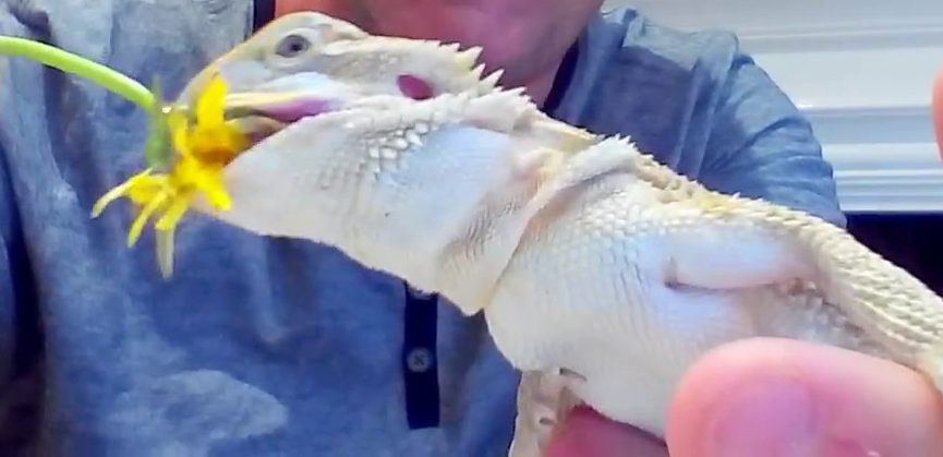 What Vegetables can a Bearded Dragon Eat? - The Critter Depot