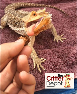 Bearded Dragons Love Nutritional Crickets