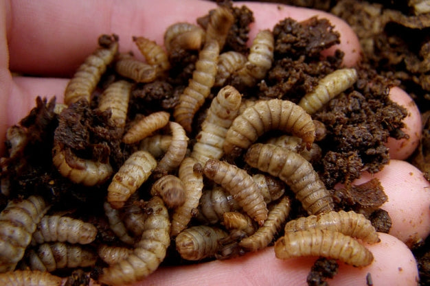 How to Compost with Black Soldier Fly Larvae BSFL