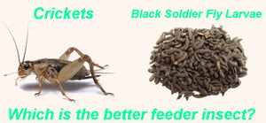Black Soldier Fly Larvae vs Crickets
