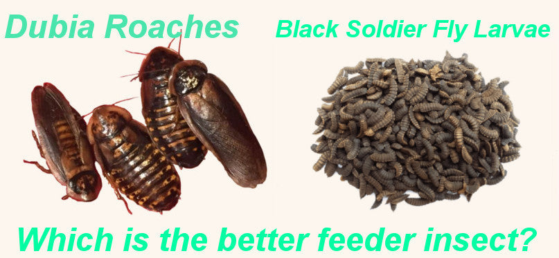 Dubia Roaches vs Black Soldier Fly Larvae - Which is the Better Feeder?
