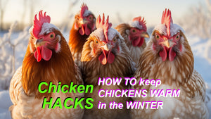 How to Care for Chickens in Winter