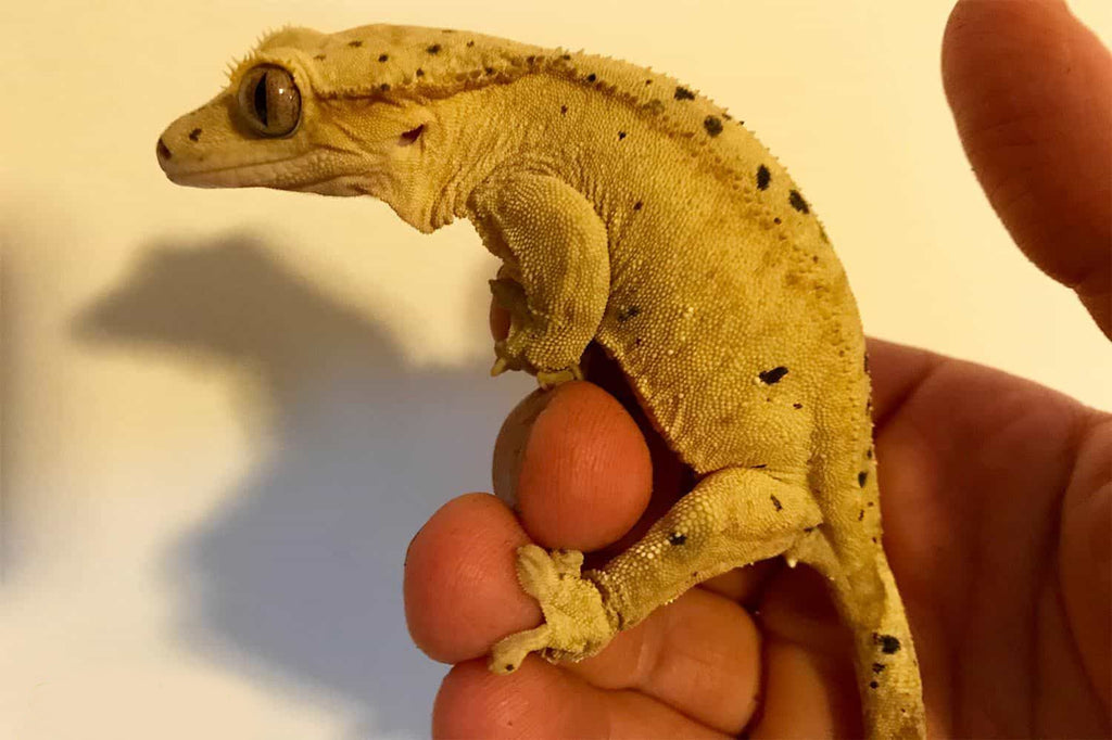 Taking Care of Your Crested Gecko and Her Cage - The Critter Depot