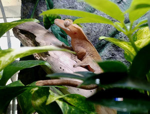 Crested Gecko Breeders - The Critter Depot