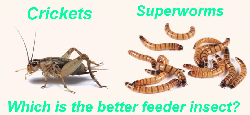 Crickets vs Superworms - Which is the Best Feeder Insect?