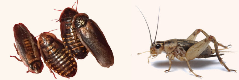 Dubia Roaches vs Crickets - Which is the Better Feeder?