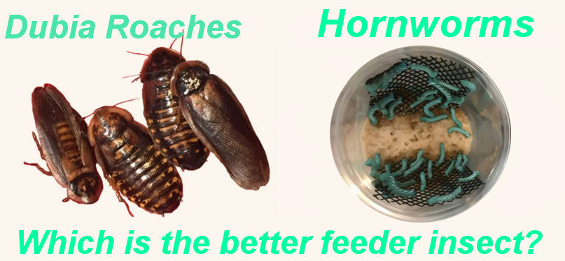 Dubia Roaches vs. Hornworms - Which is the Better Feeder Insect?