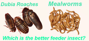 Dubia Roaches vs Mealworms - Which is the Better Feeder Insect?