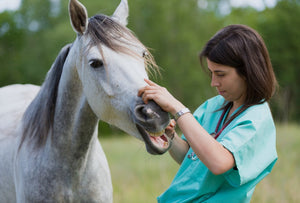 Equine Vet Near Me