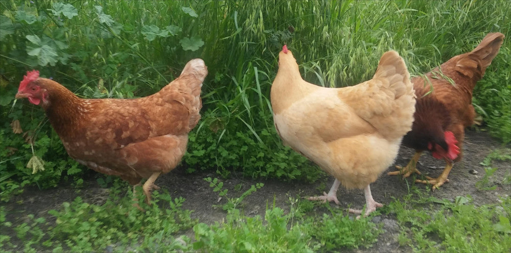 Farm Fresh Chicken Meat vs Store Bought