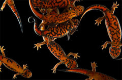Red-bellied Newt - Taricha rivularis