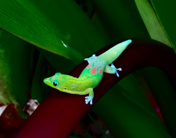 Gold Dust Day Gecko Care Guide