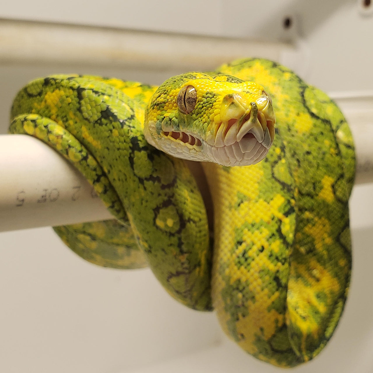 green tree python bite