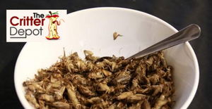 How To Raise Healthy Crickets