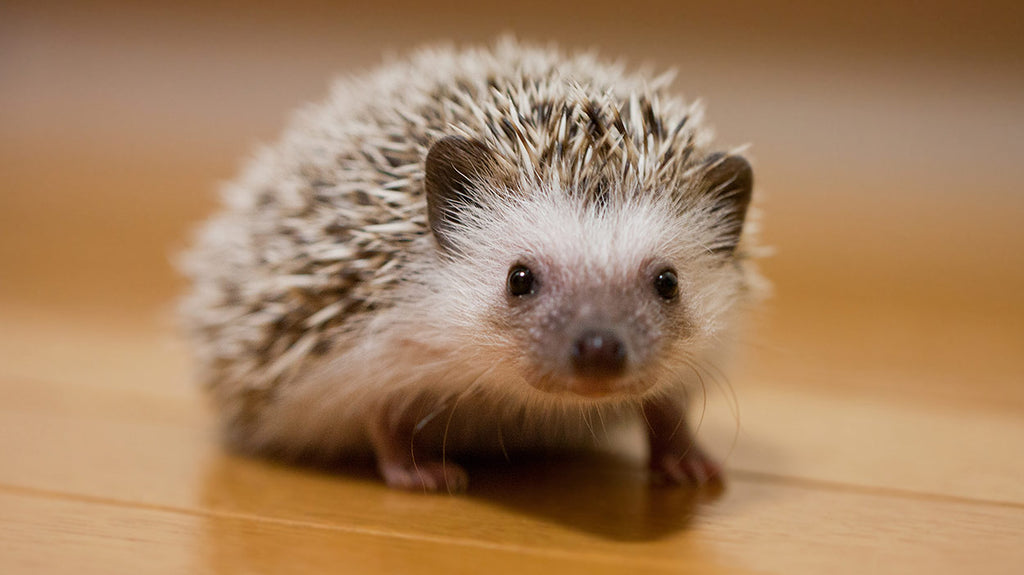 Hedgehog Care Guide - The Critter Depot