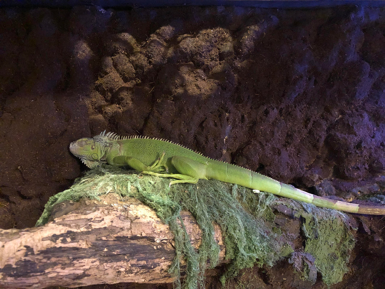 Green Iguana Care Guide - The Critter Depot